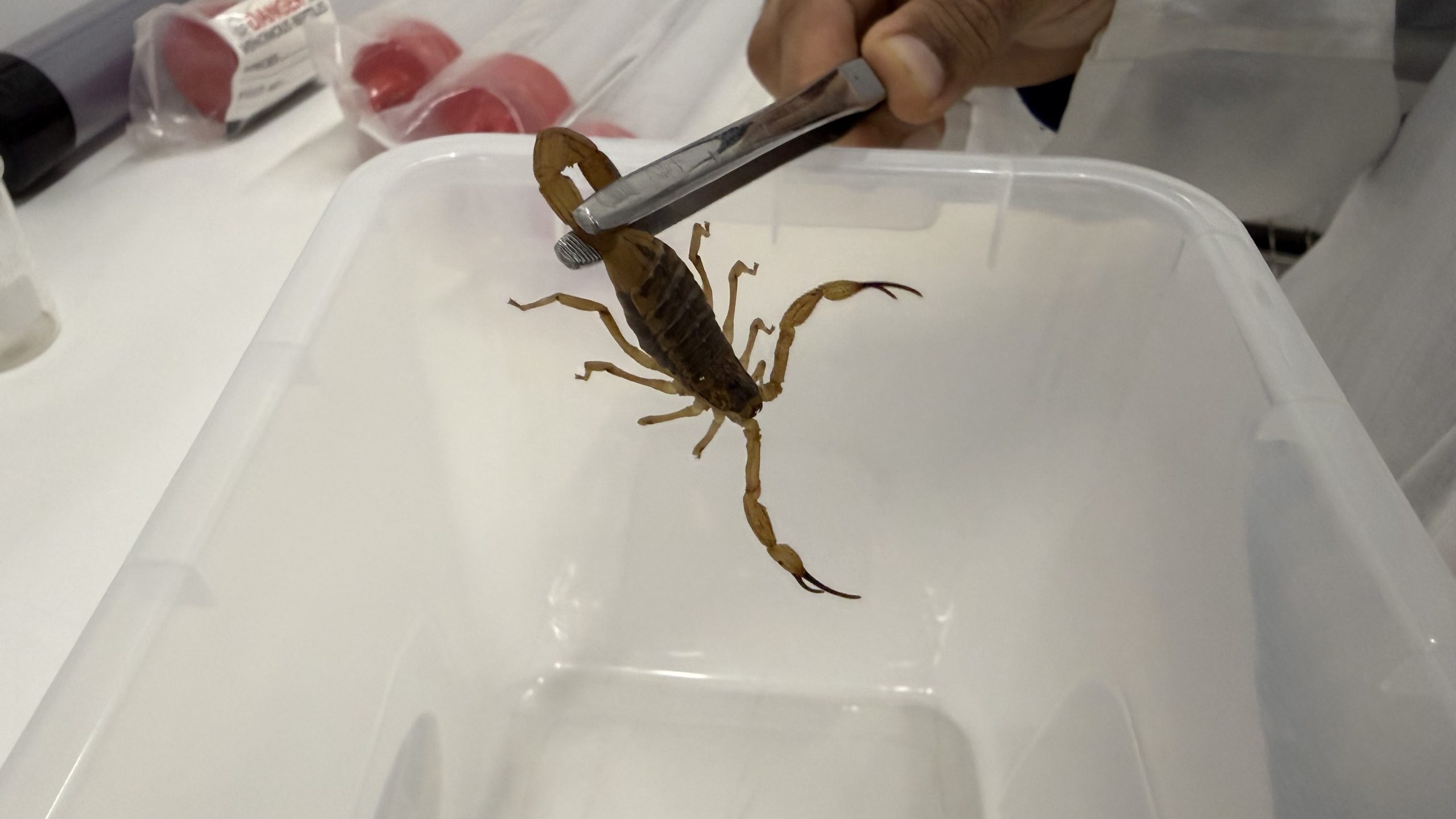 Funed lança projeto para prevenir acidentes com escorpiões entre crianças